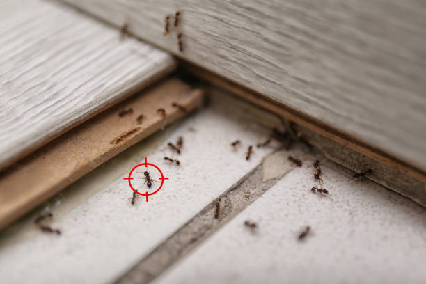 Best Residential Pest Control  in Liberty City, TX