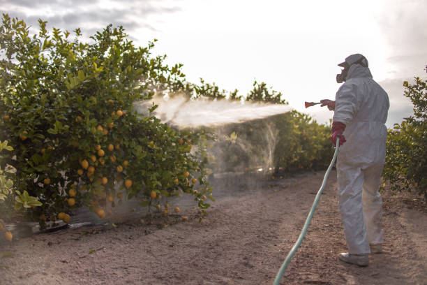 Best Bed Bug Extermination  in Liberty City, TX